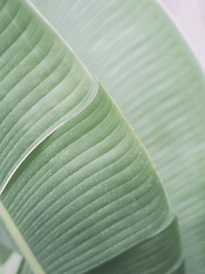 Banana Leaf | Taiwan