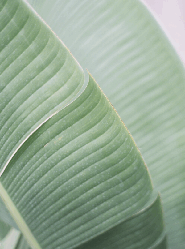 Banana Leaf | Taiwan
