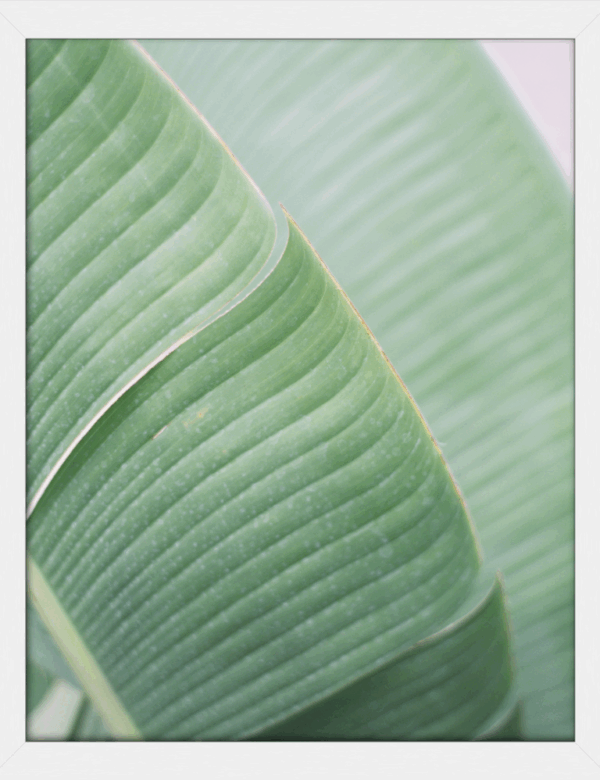 Banana Leaf | Taiwan - Image 3