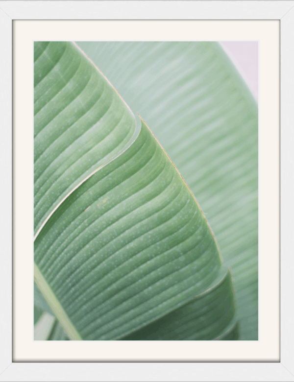 Banana Leaf | Taiwan - Image 2