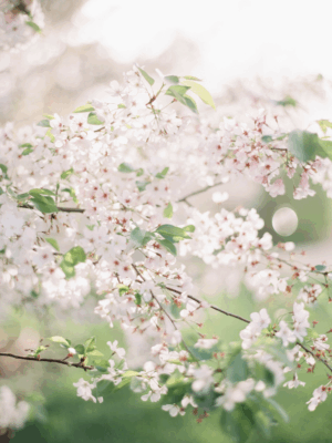 Blossoms