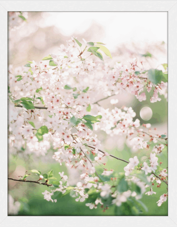 Blossoms - Image 3
