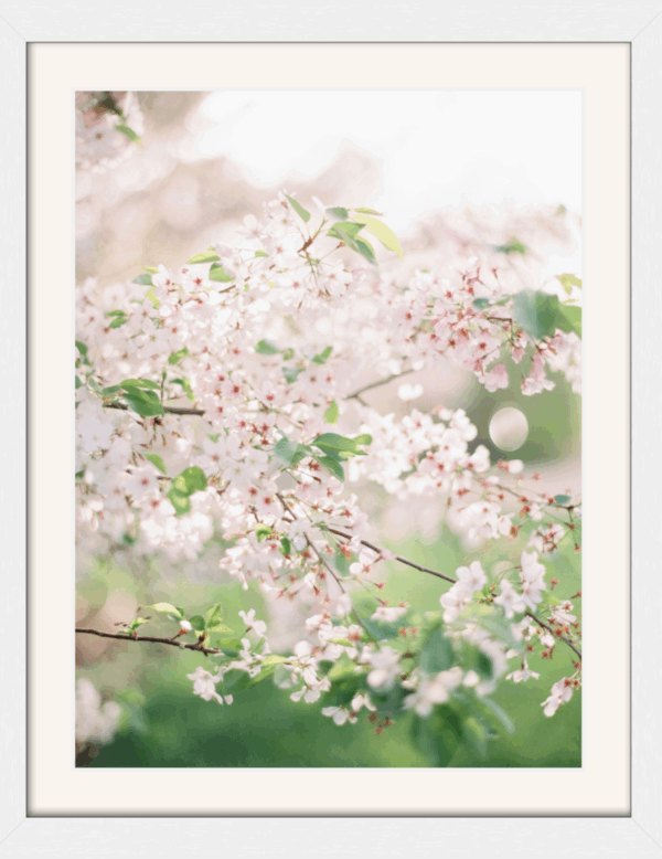 Blossoms - Image 2