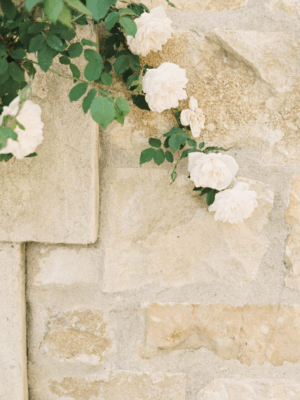Roses | Santa Ynez
