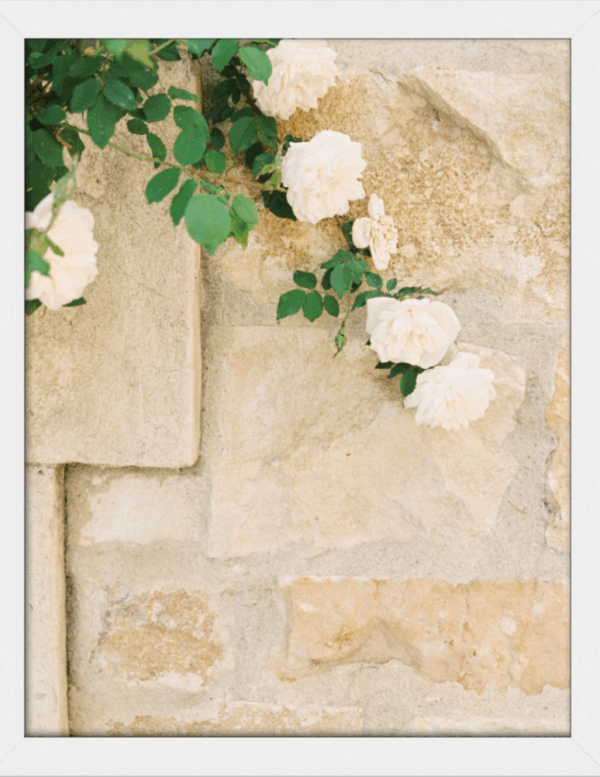 Roses | Santa Ynez - Image 2
