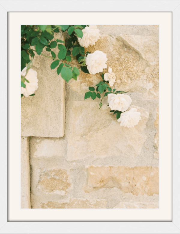 Roses | Santa Ynez - Image 3